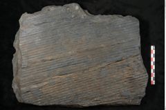 Foto (Detailansicht) von Sigillaria subrotunda Brongniart (NHMW-GEO-2024-0188-11043)